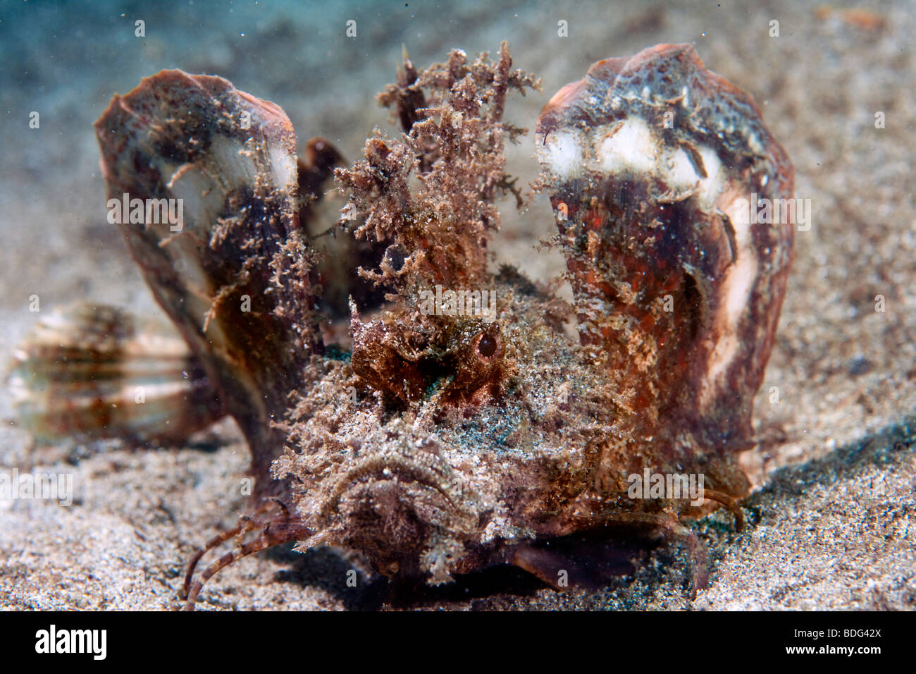 Devil scorpionfish (Inimicus didactylus), Sulawesi, Indonésie, Asie du sud-est Banque D'Images
