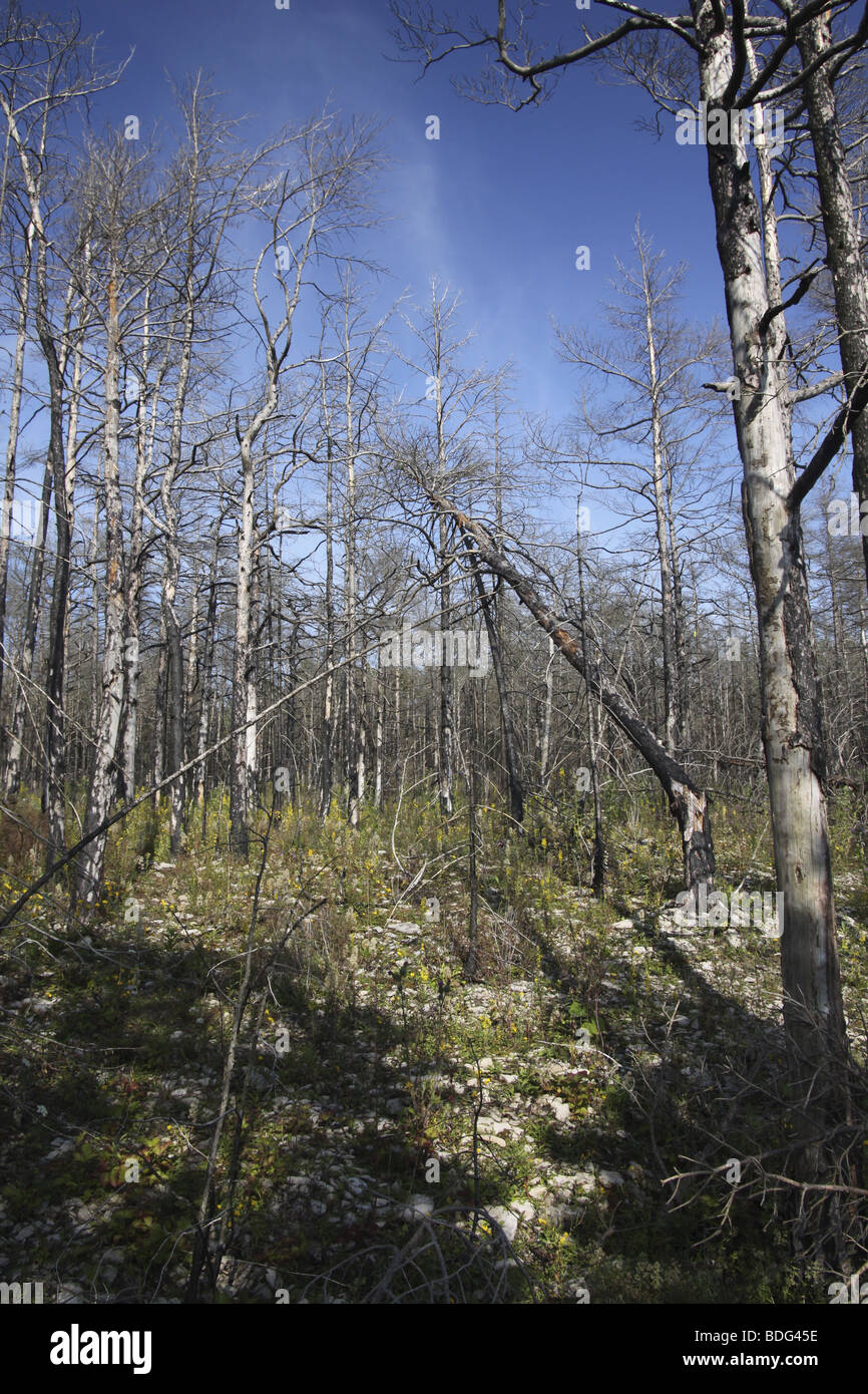 Forêt brûlée sur Panga, falaise, l'Estonie Saaremaa Banque D'Images