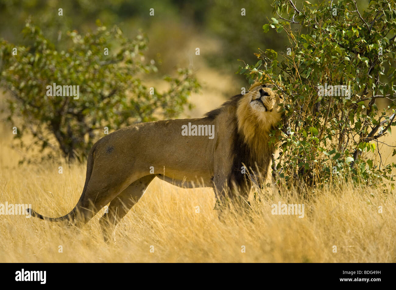 Lion mâle marque son territoire à l'ouest d'Etosha NP Namibie strong big huge panther leo lion animal chat marqueur imperator solide Banque D'Images