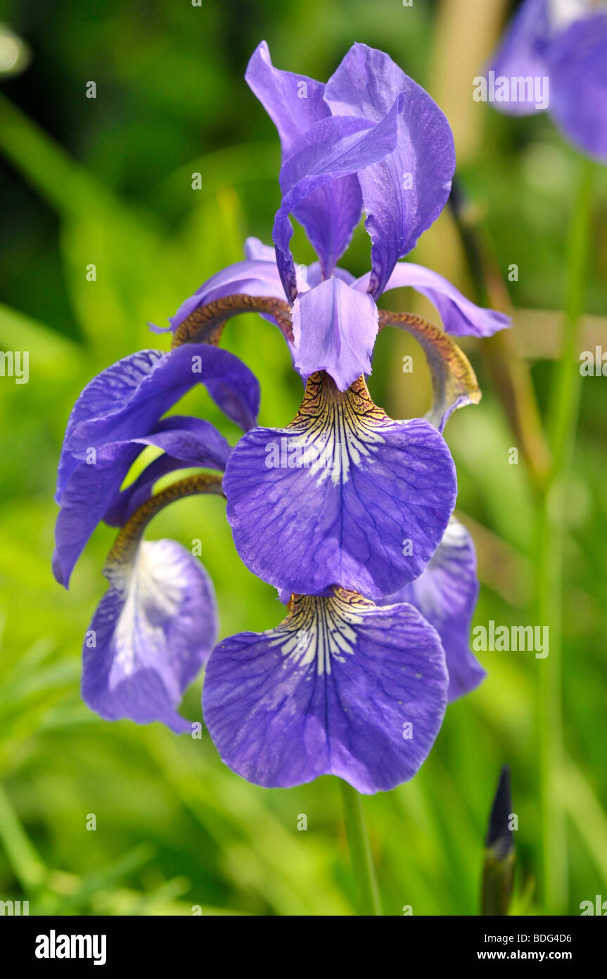 Harlequin Blueflag (Iris versicolor) Banque D'Images
