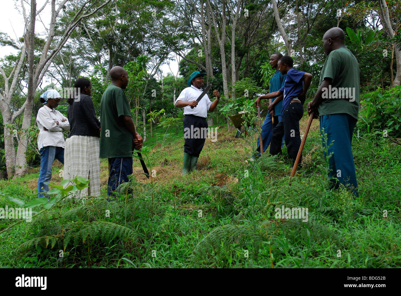 Le reboisement de la forêt tropicale sur l'Irente ferme, dans les Monts Usambara, Tanzania, Africa Banque D'Images