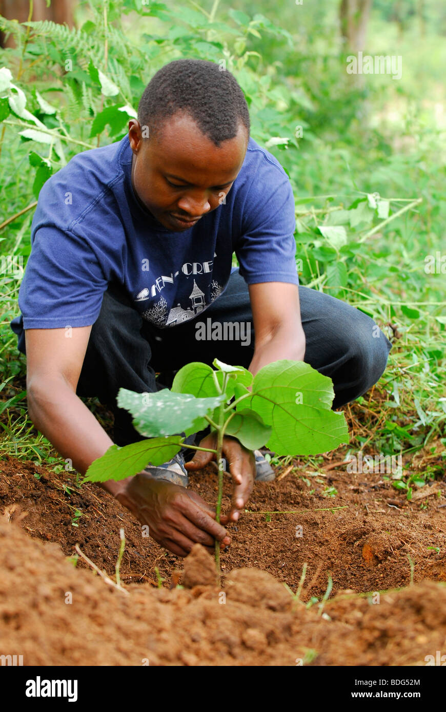 Homme plantant un arbre, le reboisement de la forêt tropicale sur l'Irente ferme dans les Monts Usambara, Tanzania, Africa Banque D'Images