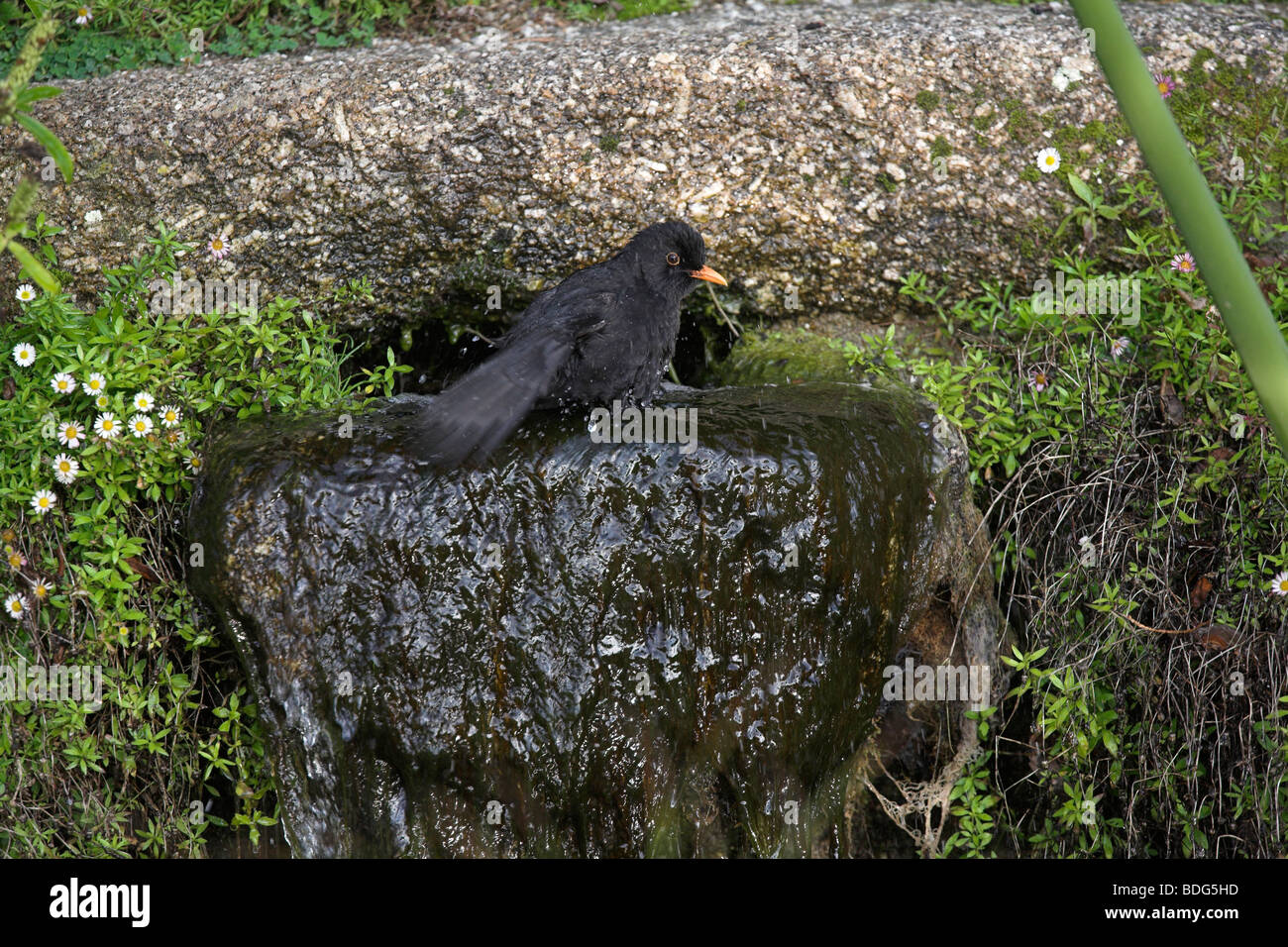 Turdus merula Blackbird européenne baignade mâles dans les jardins de l'abbaye de Tresco Isles of Scilly Banque D'Images