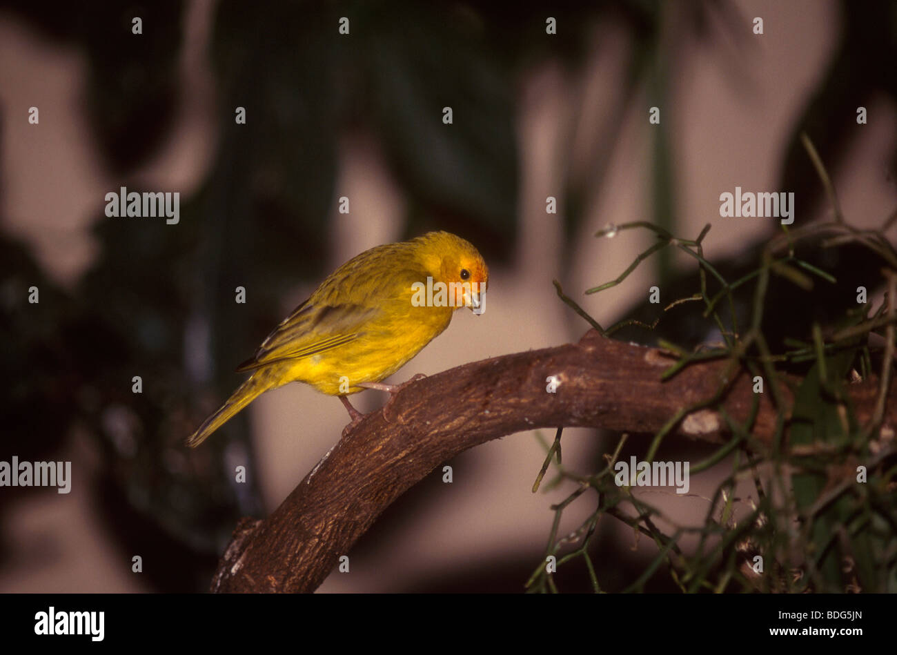 / Oiseaux canario da terra sicalis flaveola ( ). Le Brésil. Banque D'Images