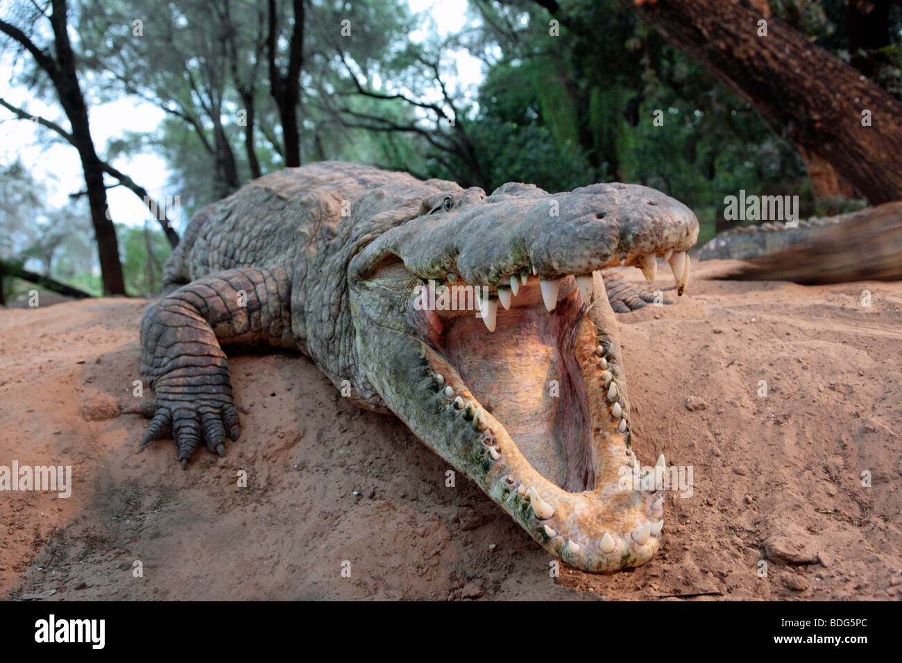 Crocodile (Crocodilia) montrant ses dents Banque D'Images