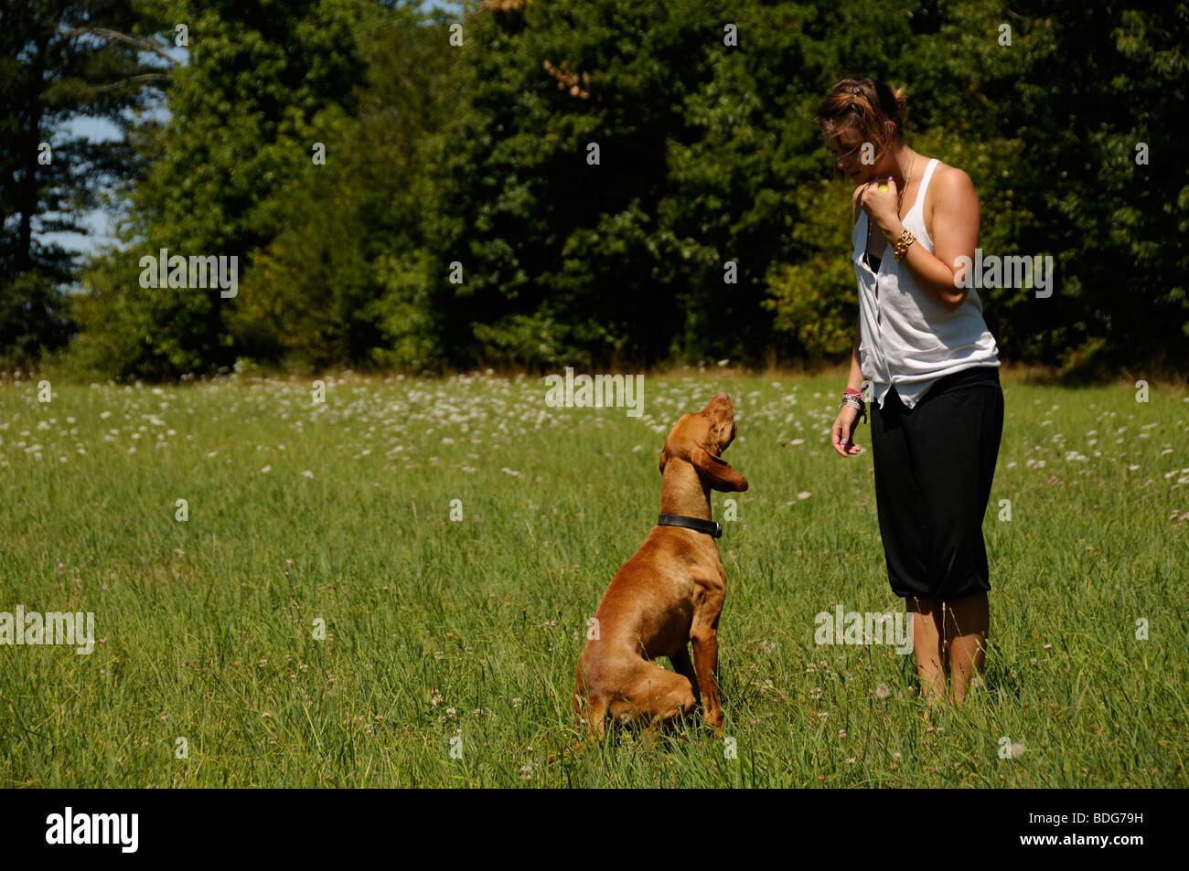 Stock photo d'une adolescente de son chien de formation. Banque D'Images