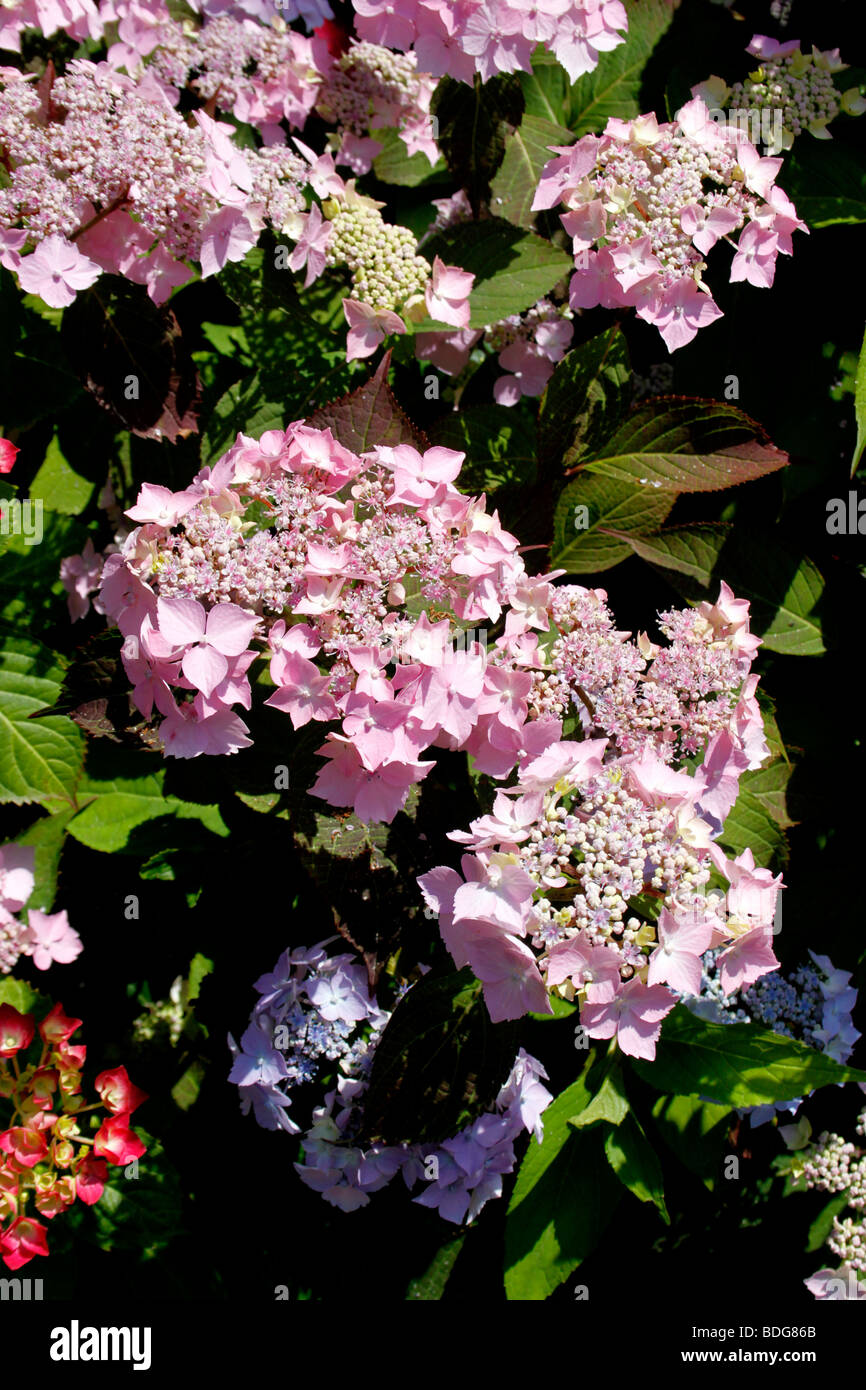 L'Hydrangea serrata ROSALBA. Hortensia LACECAP. Banque D'Images