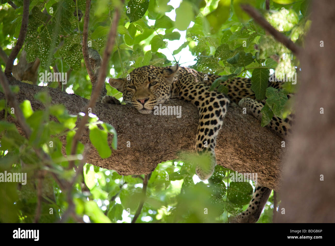 Leopard se reposant dans un arbre le parc national de South Luangwa Banque D'Images Leopard se reposant dans un arbre le parc national de South Luangwa Banque D'Images