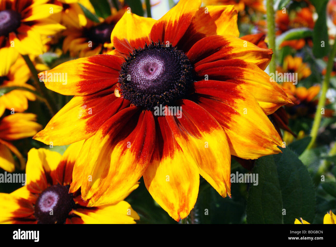 Rudbeckia espèce connue sous le nom de famille Coneflowers Asteraceae fleur en pleine floraison Banque D'Images