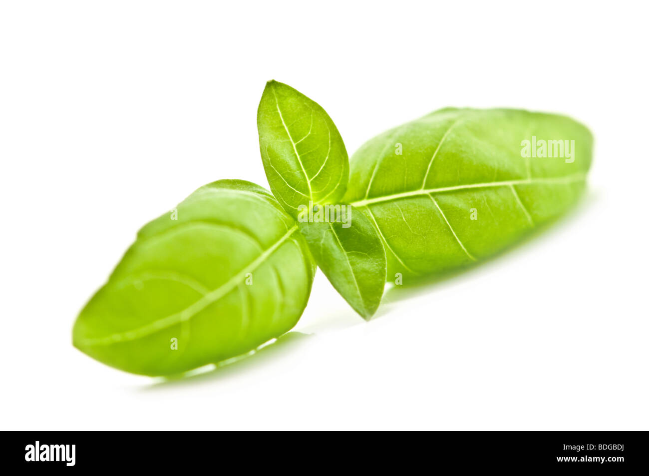 Basil leaf isolated on white Banque D'Images