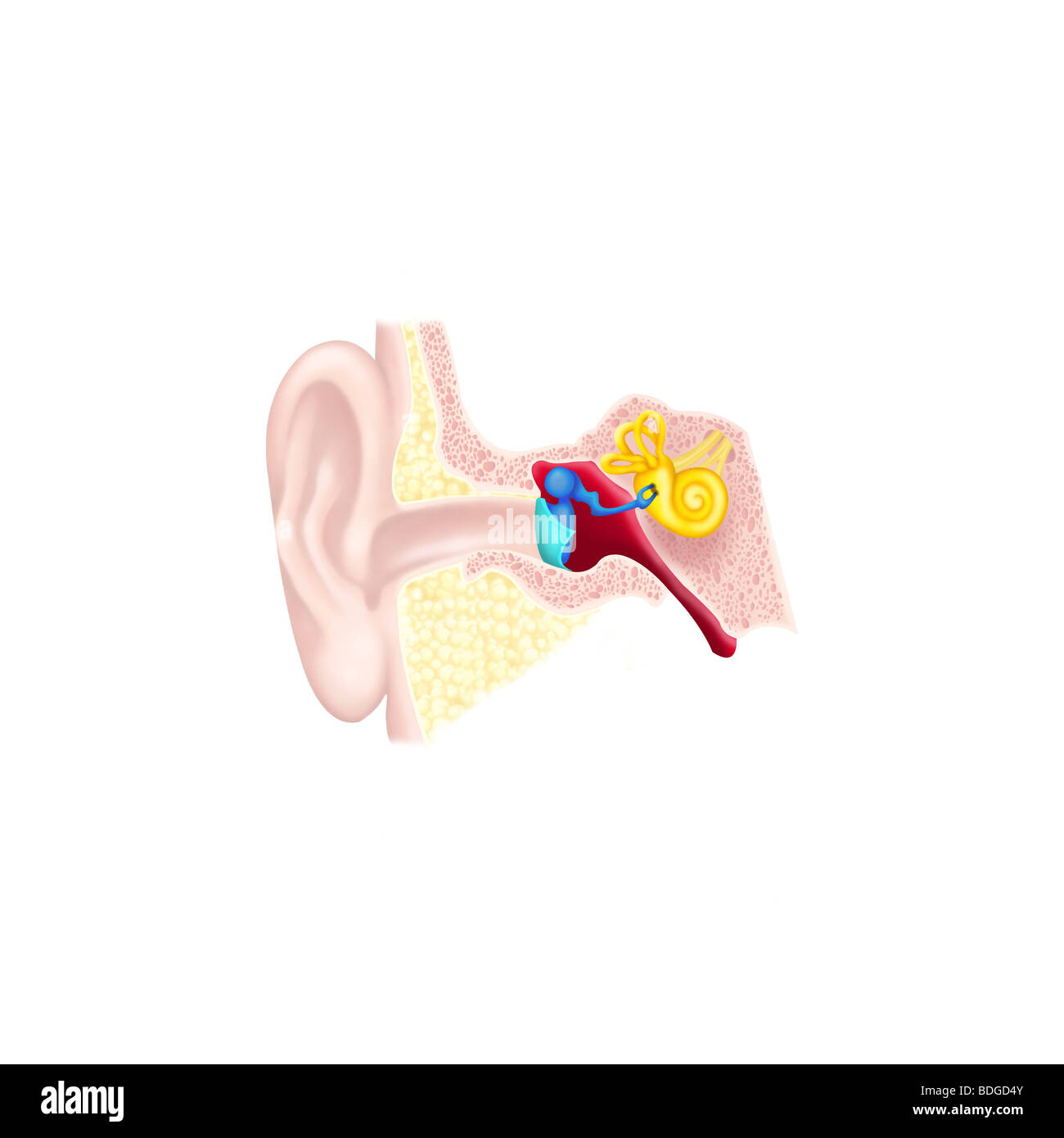 L Oreille Interne Dessin Photo Stock Alamy