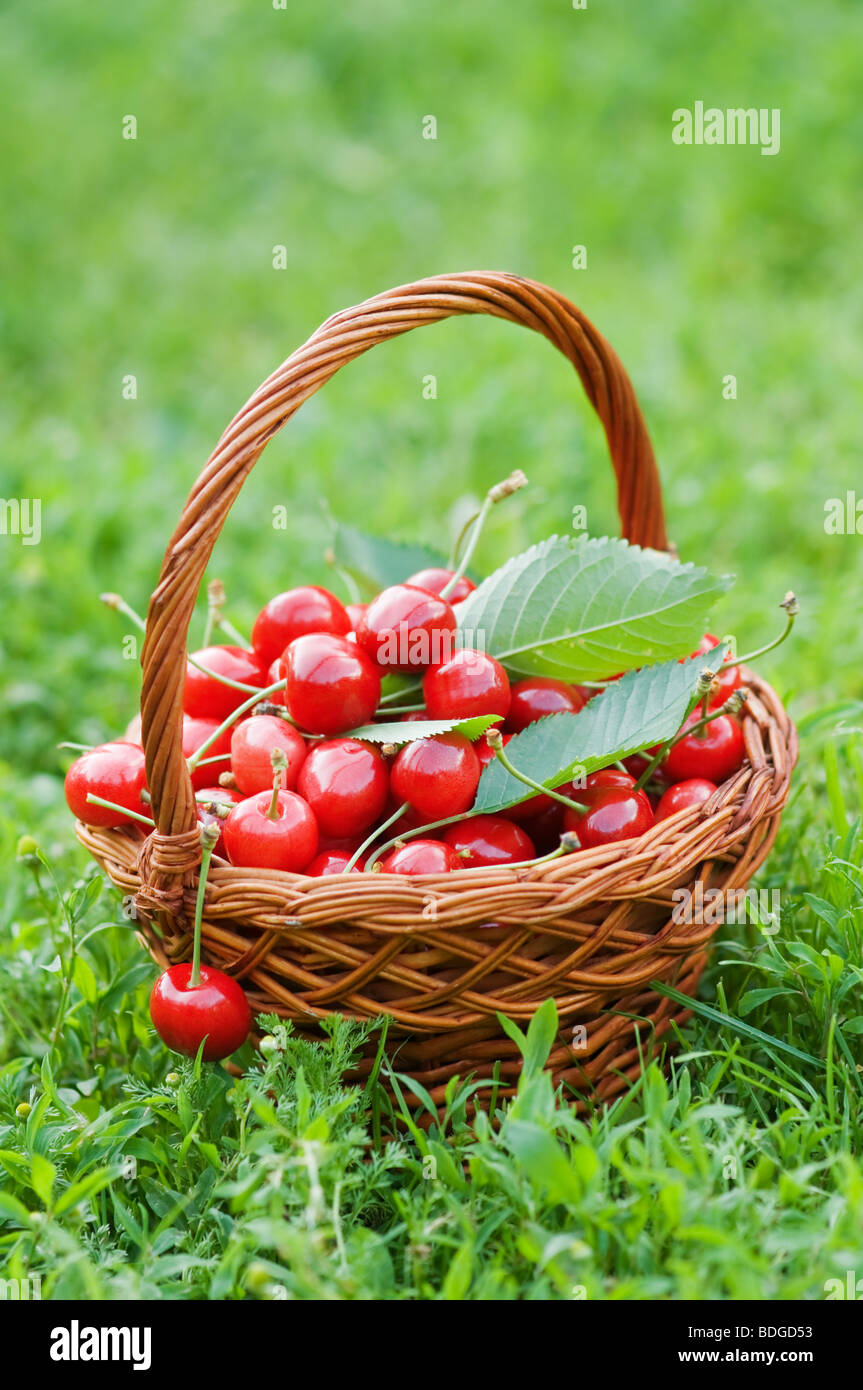 Red Cherry dans panier Banque D'Images