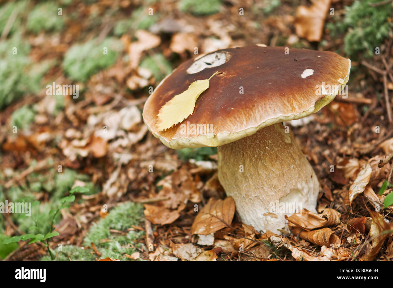Big mushroom in forest Banque D'Images