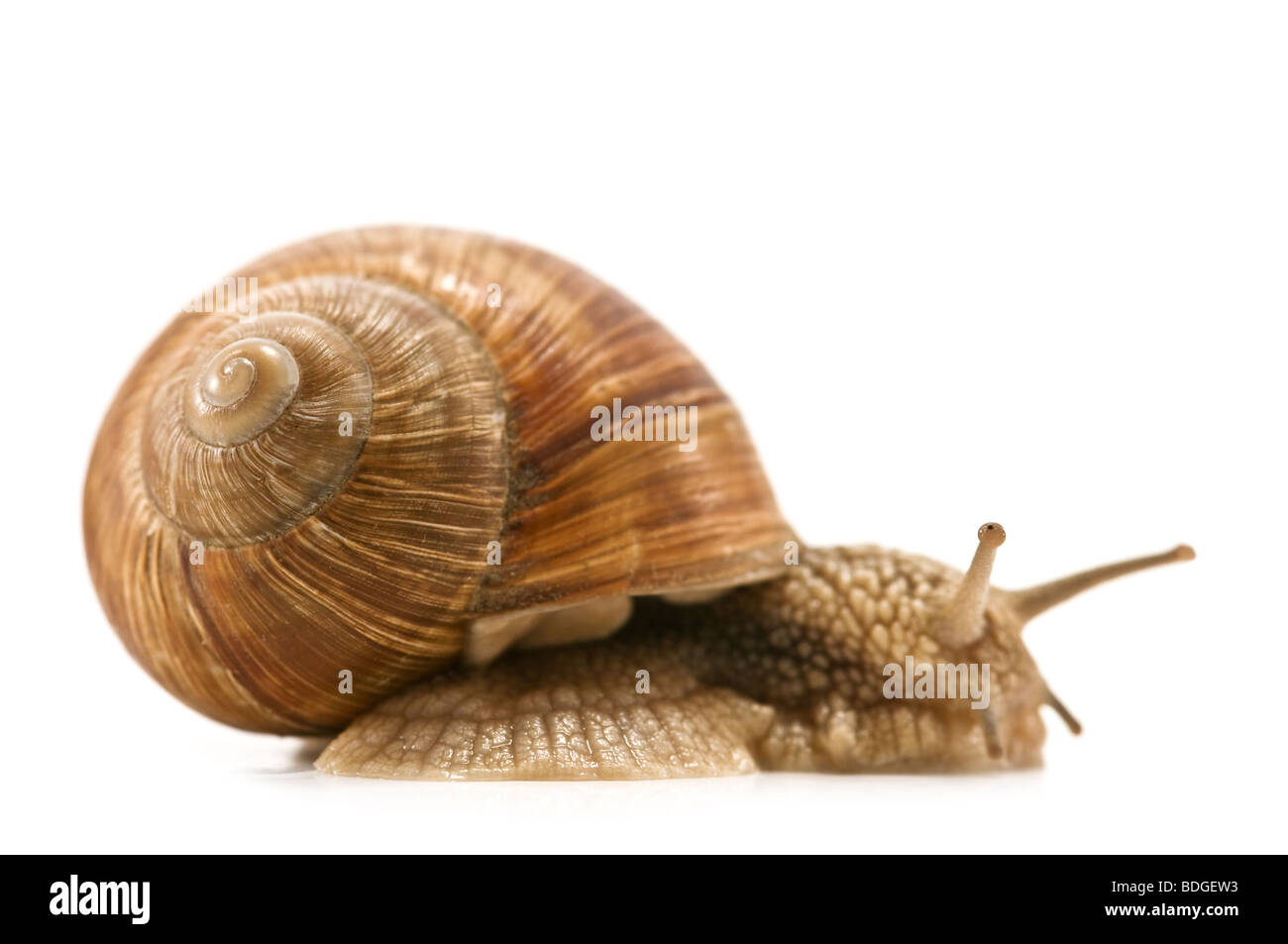 Snail isolated on white Banque D'Images