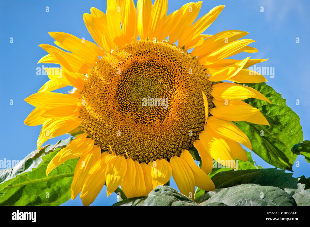 Tournesol jaune sur fond de ciel bleu d'été, UK Banque D'Images