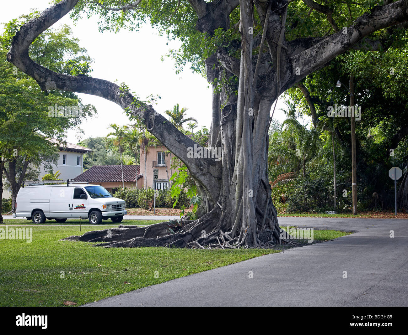 White van garé à côté d'un vieux Banyan Tree dans la banlieue de Coral Gables Miami Floride Banque D'Images