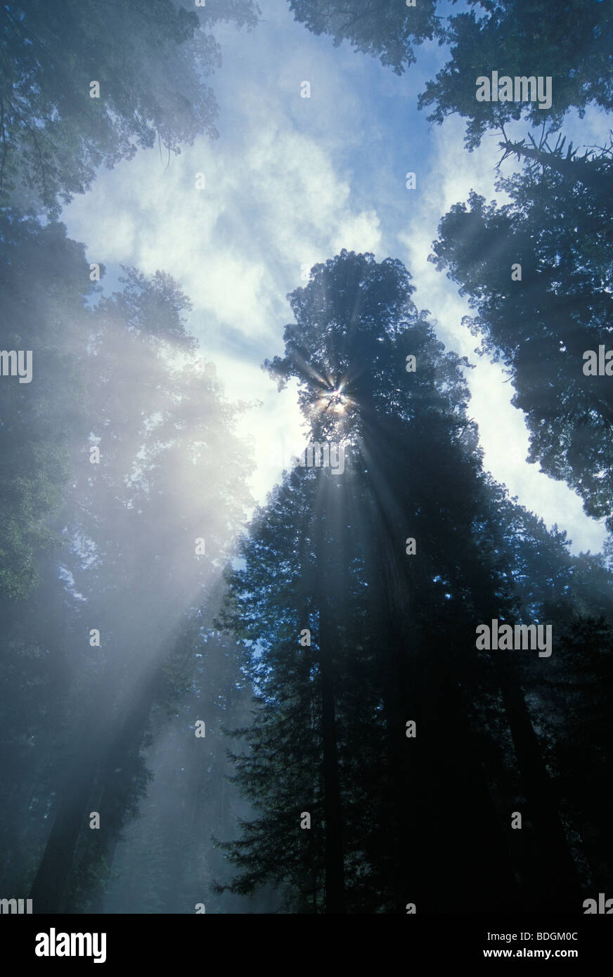 Redwood, brouillard et rayons de soleil ; Lady Bird Johnson Grove, Redwoods National Park, en Californie. Banque D'Images