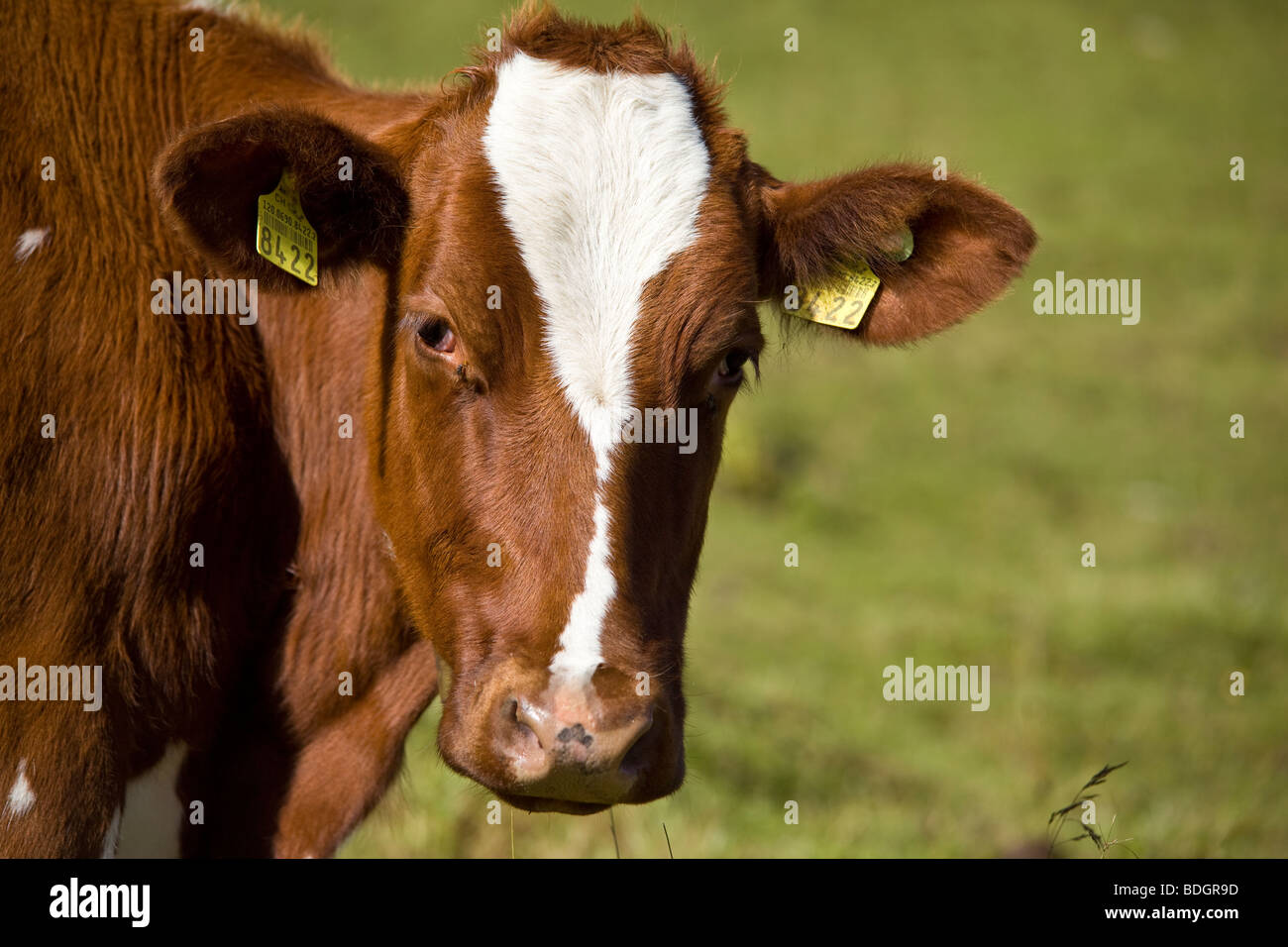 Appenzell cow head close up, Suisse Banque D'Images