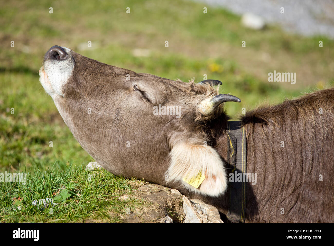 Close up of cow sur l'alpage, grattant sa tête sur un rocher Banque D'Images