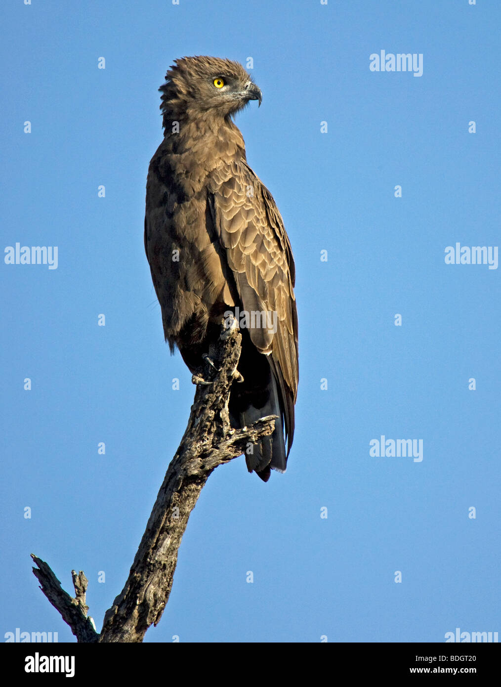 Brown Snake Eagle oiseau sur perchoir en attente de circulation à proximité, le parc Kruger. Banque D'Images