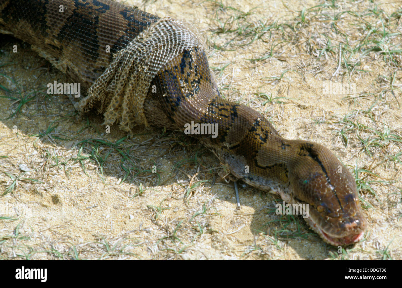 Bali, Indonésie, serpent, hen Photo Stock - Alamy