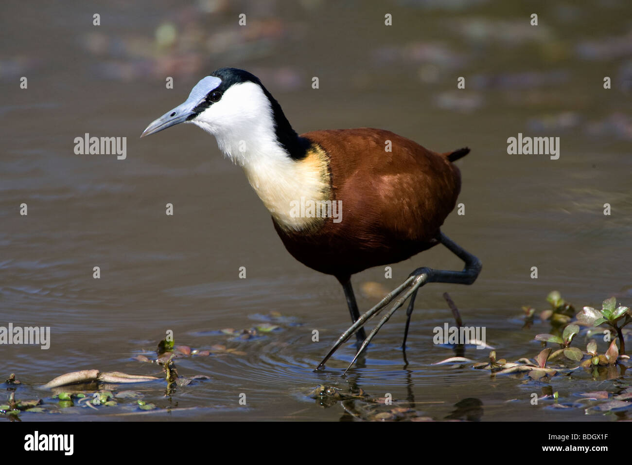 African Jacana montrant de grands pieds et griffes. Banque D'Images