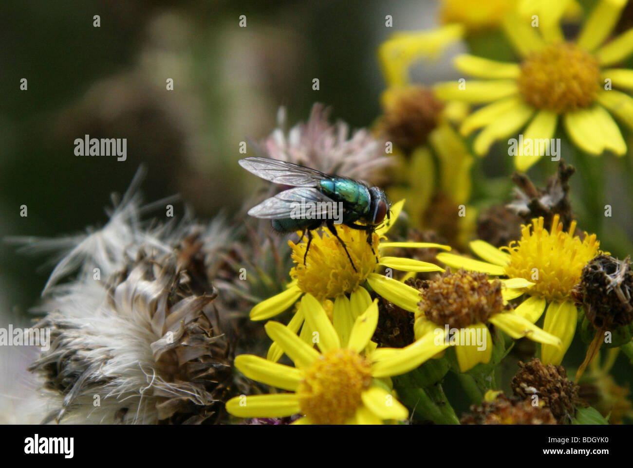 Ou vert bouteille Greenbottle, mouche Lucilia caesar, Diptères Calliphoridae, Banque D'Images