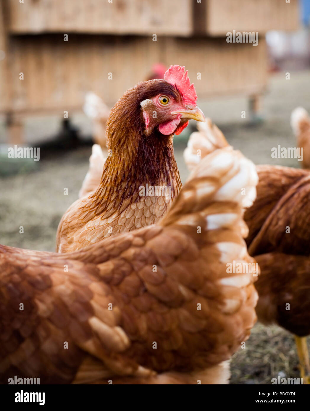 Une pile de gingerbread men against white background Banque D'Images