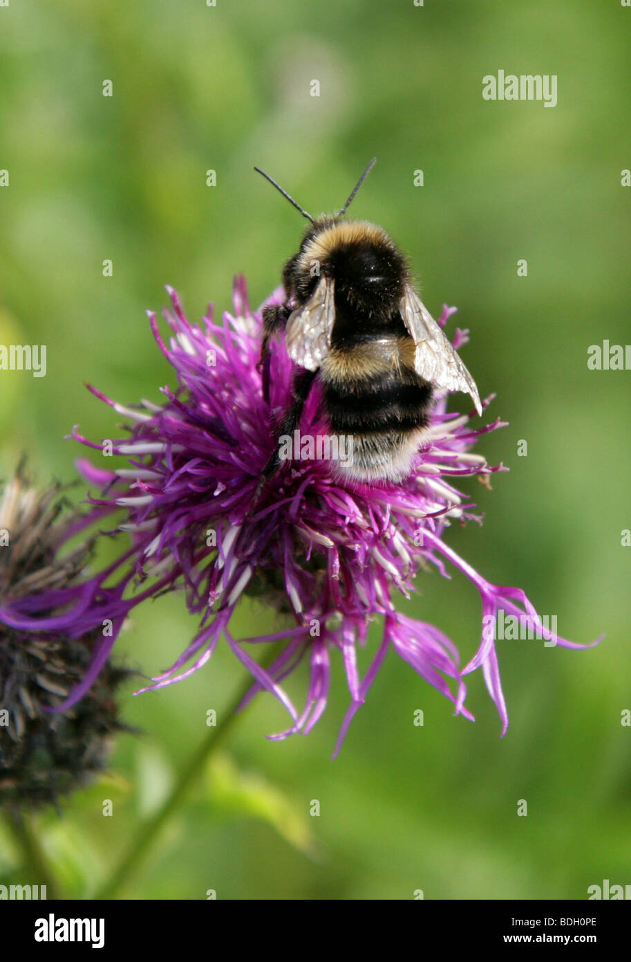 Barbut's Cuckoo Bumblebee, Bombus barbutellus, Apidae, Hyménoptères. Des hommes. Banque D'Images