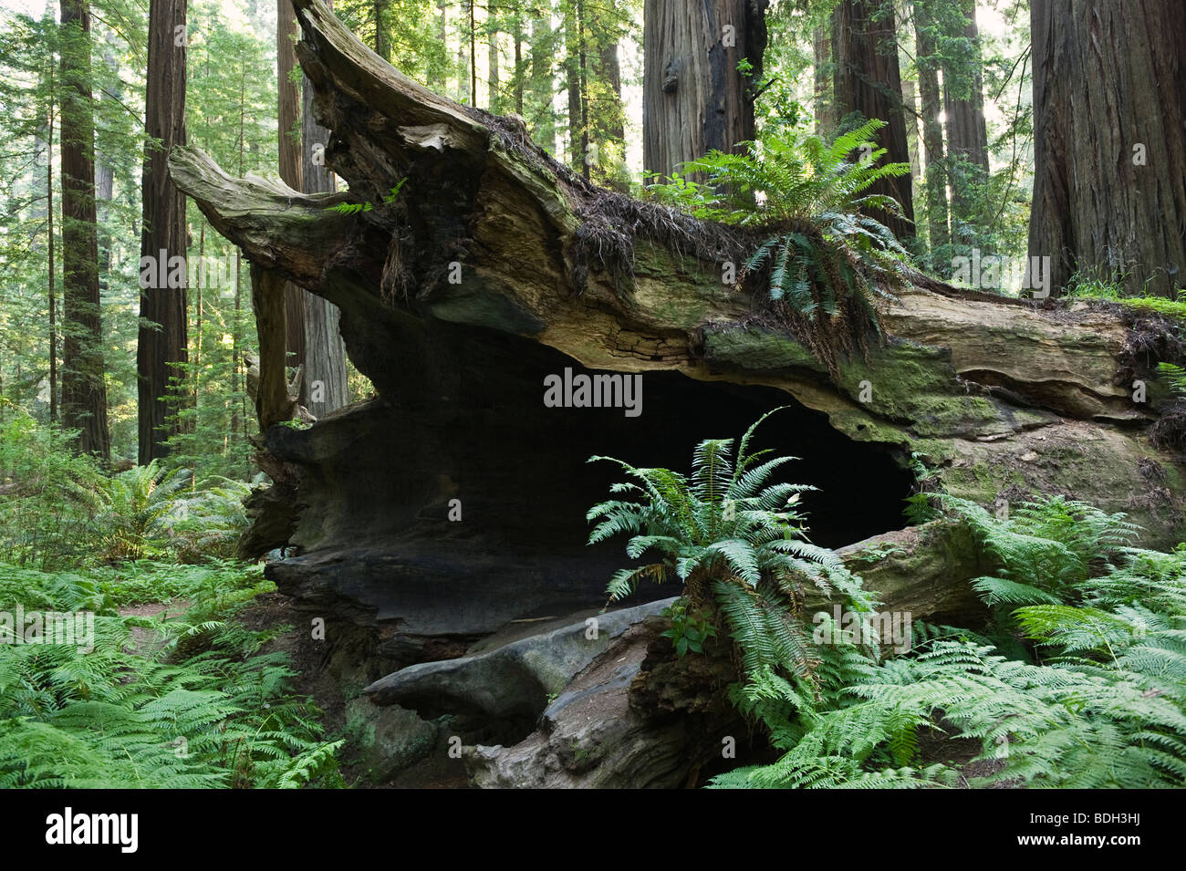 Grand Tronc de séquoia côtier tombé - Sequoia sempervirens, Humboldt Redwoods State Park, Californie Banque D'Images