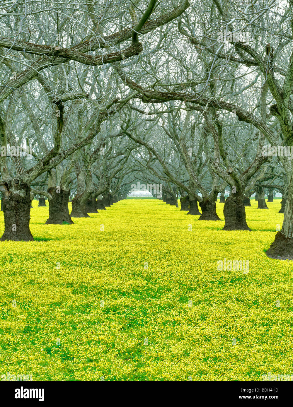 Vieux verger de noyers avec légumineuses jaune couvre-sol. Près de comté, en Californie Banque D'Images