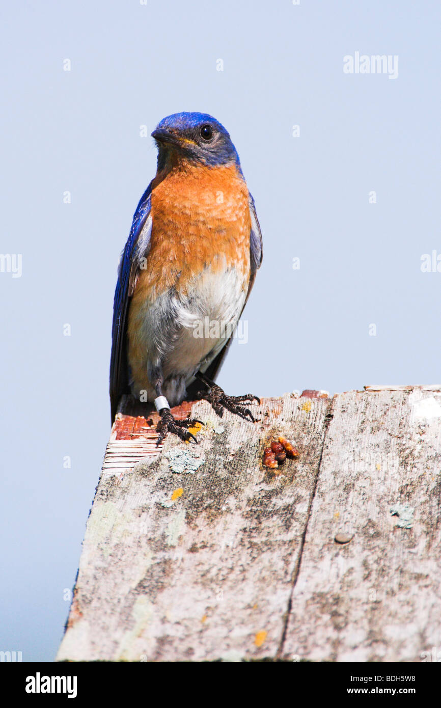 Merlebleu de l'Est (Sialia sialis) sur la boîte du nid à Lowery Nature Centre à Carver Park Réserver près de Victoria, au Minnesota. Banque D'Images