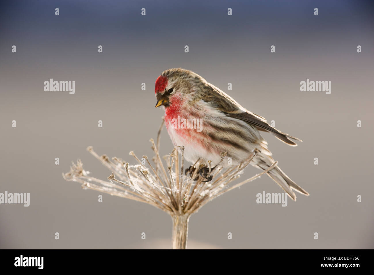 Sizerin flammé, Seward, Alaska. (Carduelis flammea) Banque D'Images