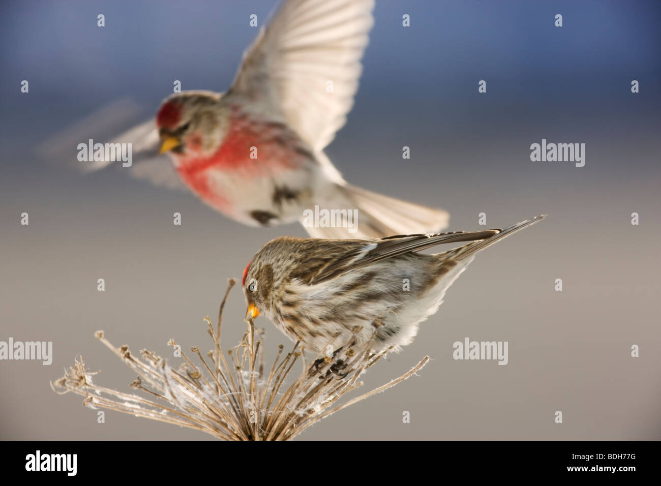 Sizerin flammé, Seward, Alaska. (Carduelis flammea) Banque D'Images