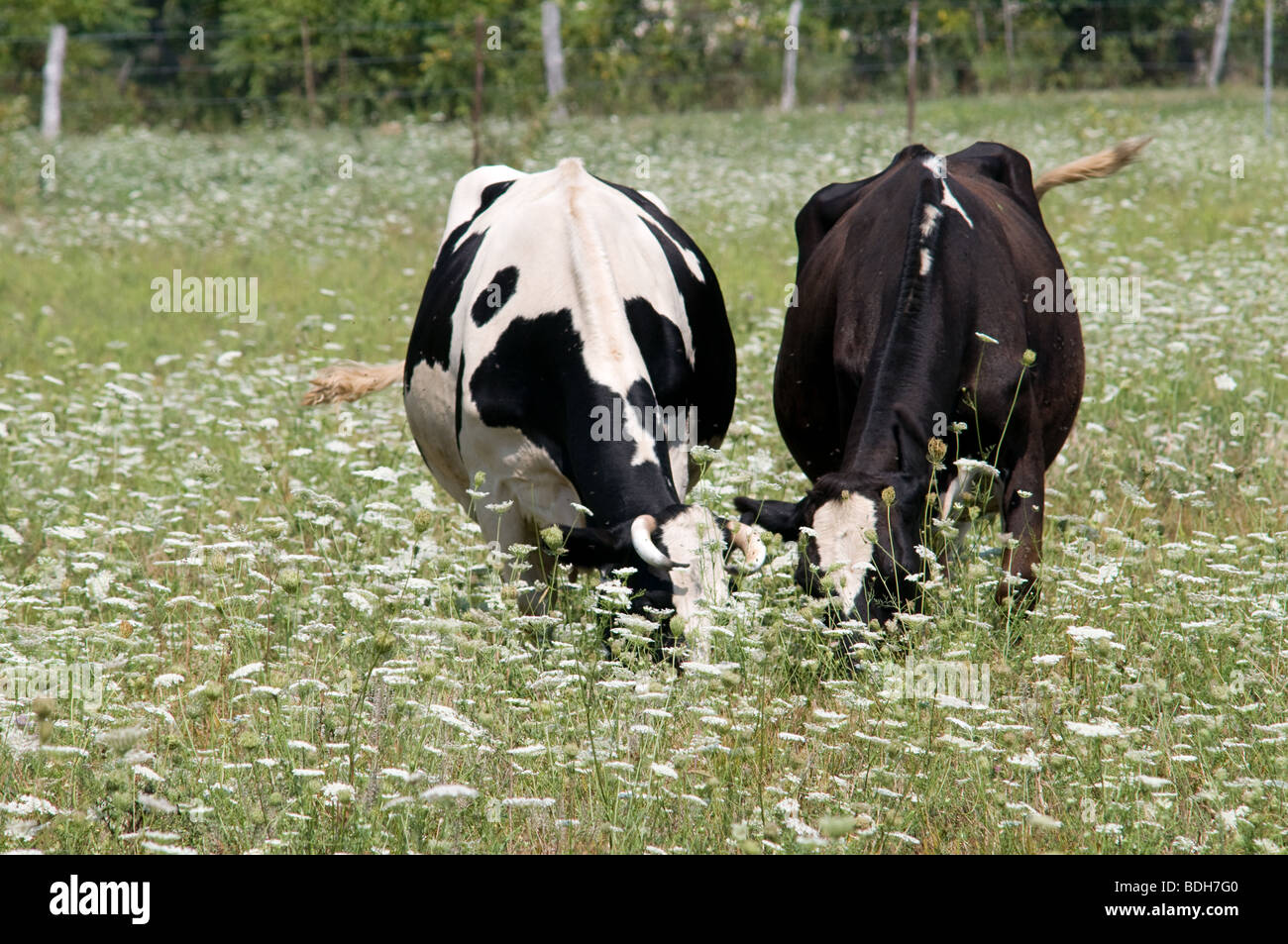Le pâturage des vaches laitières Holstein en déposée de Queen Ann's lace blanc fleurs sauvages. Ohio USA Banque D'Images