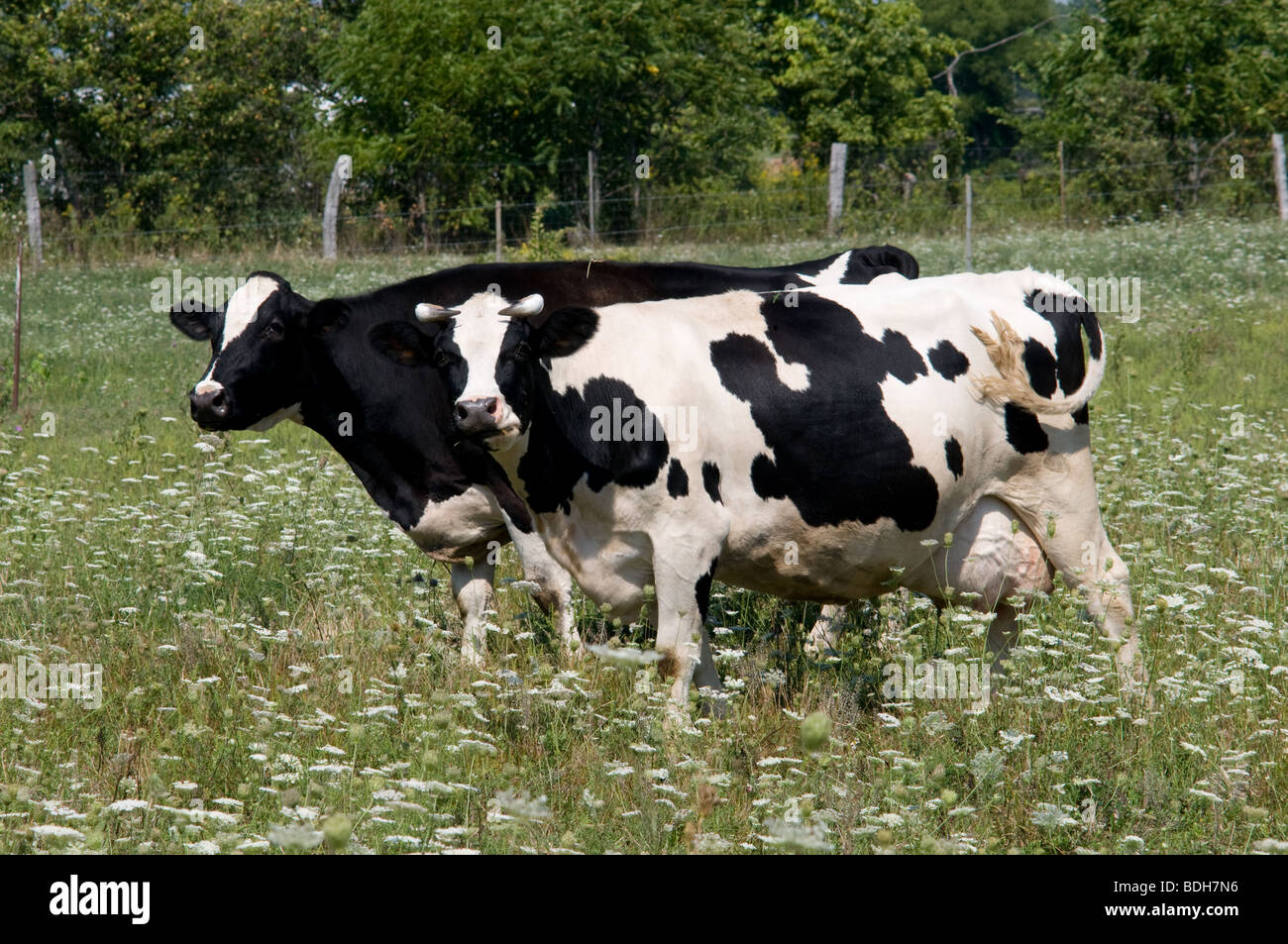 Le pâturage des vaches laitières Holstein en déposée de Queen Ann's lace blanc fleurs sauvages. Ohio USA Banque D'Images