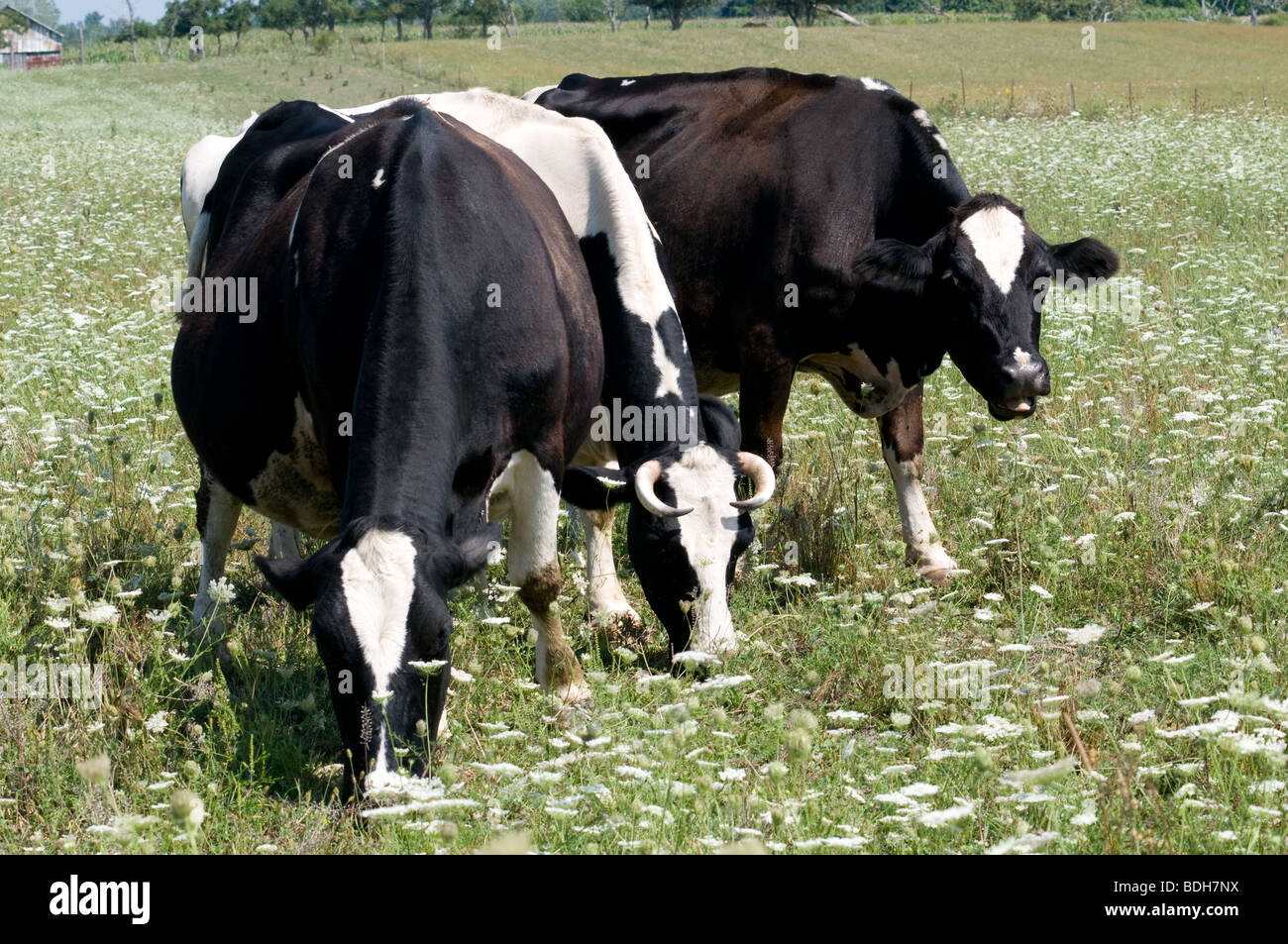 Le pâturage des vaches laitières Holstein en déposée de Queen Ann's lace blanc fleurs sauvages. Ohio USA Banque D'Images