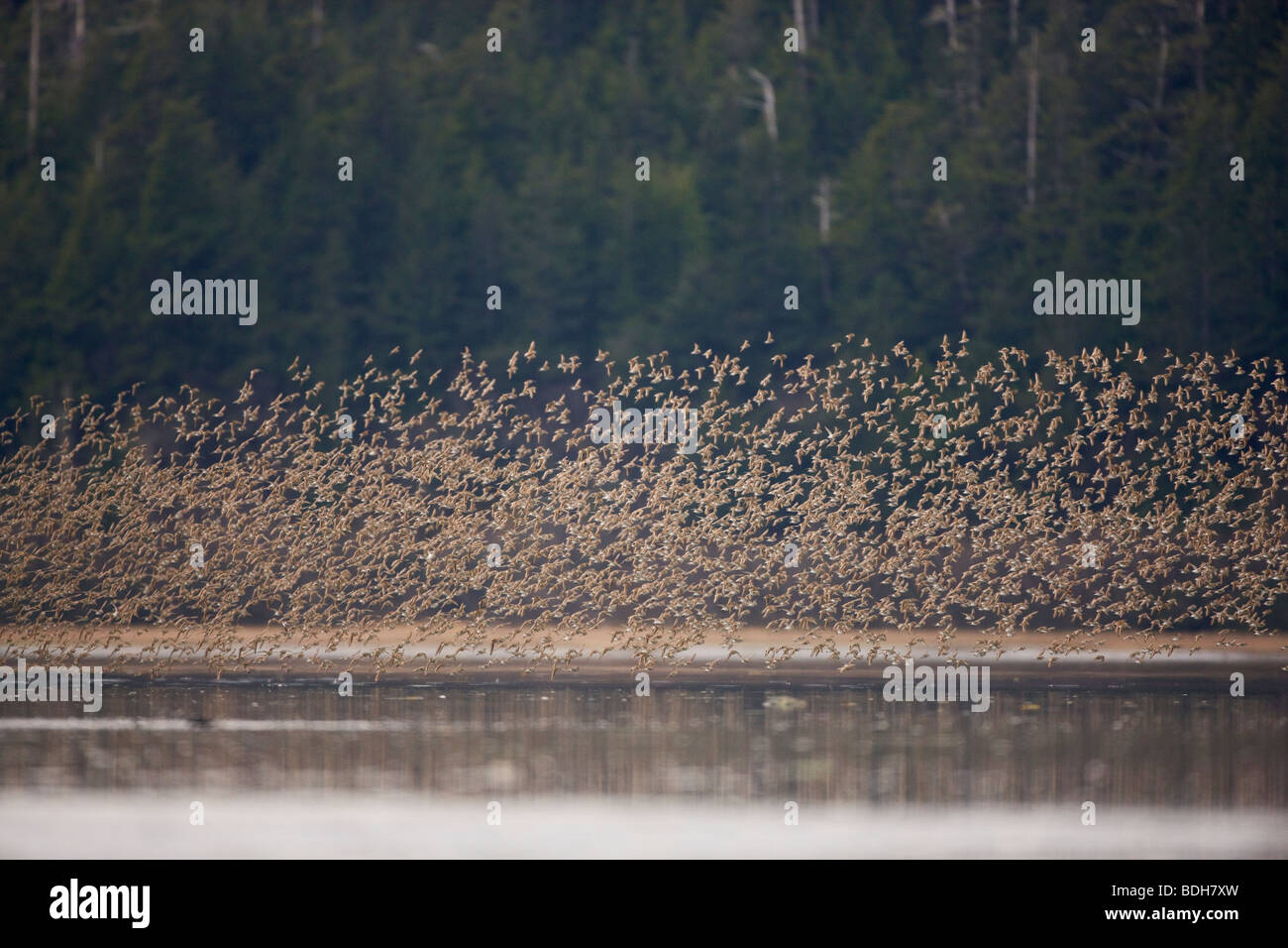 La migration des oiseaux de rivage, principalement les bécasseaux, Delta de la rivière Copper, près de Cordova, en Alaska. Banque D'Images