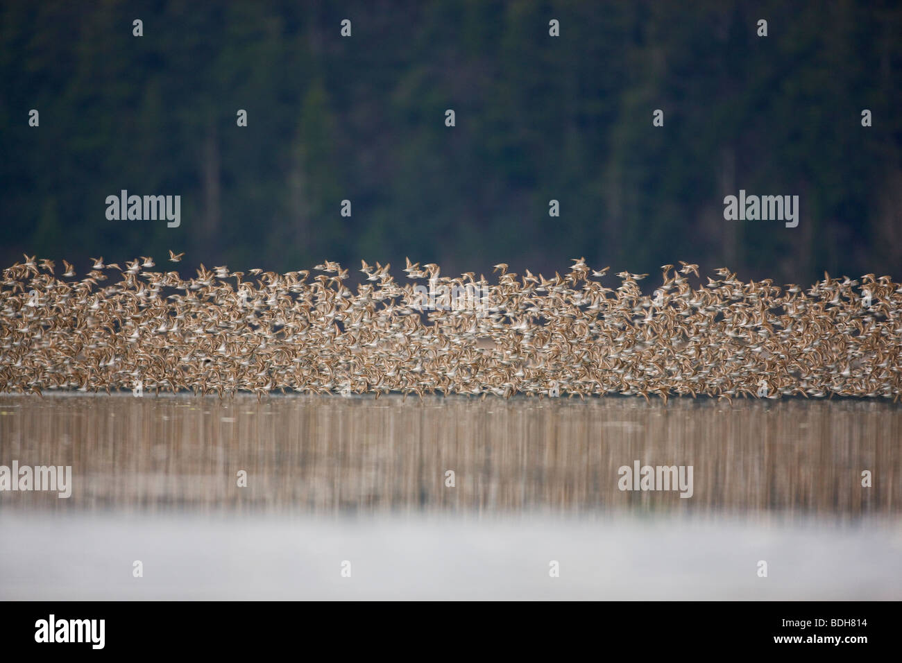 La migration des oiseaux de rivage, principalement les bécasseaux, Delta de la rivière Copper, près de Cordova, en Alaska. Banque D'Images