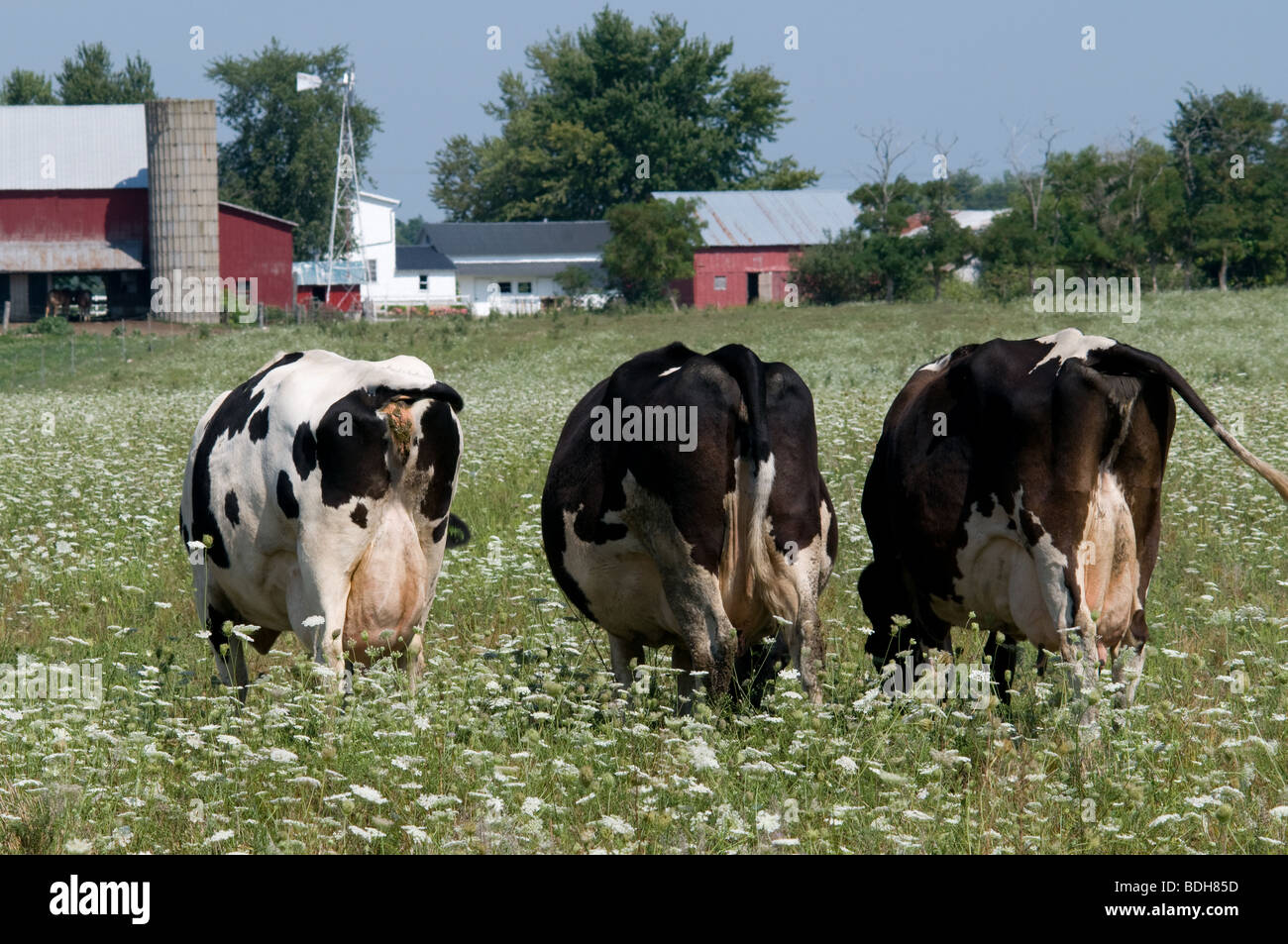 Le pâturage des vaches laitières Holstein en déposée de Queen Ann's lace blanc fleurs sauvages. Ohio USA Banque D'Images