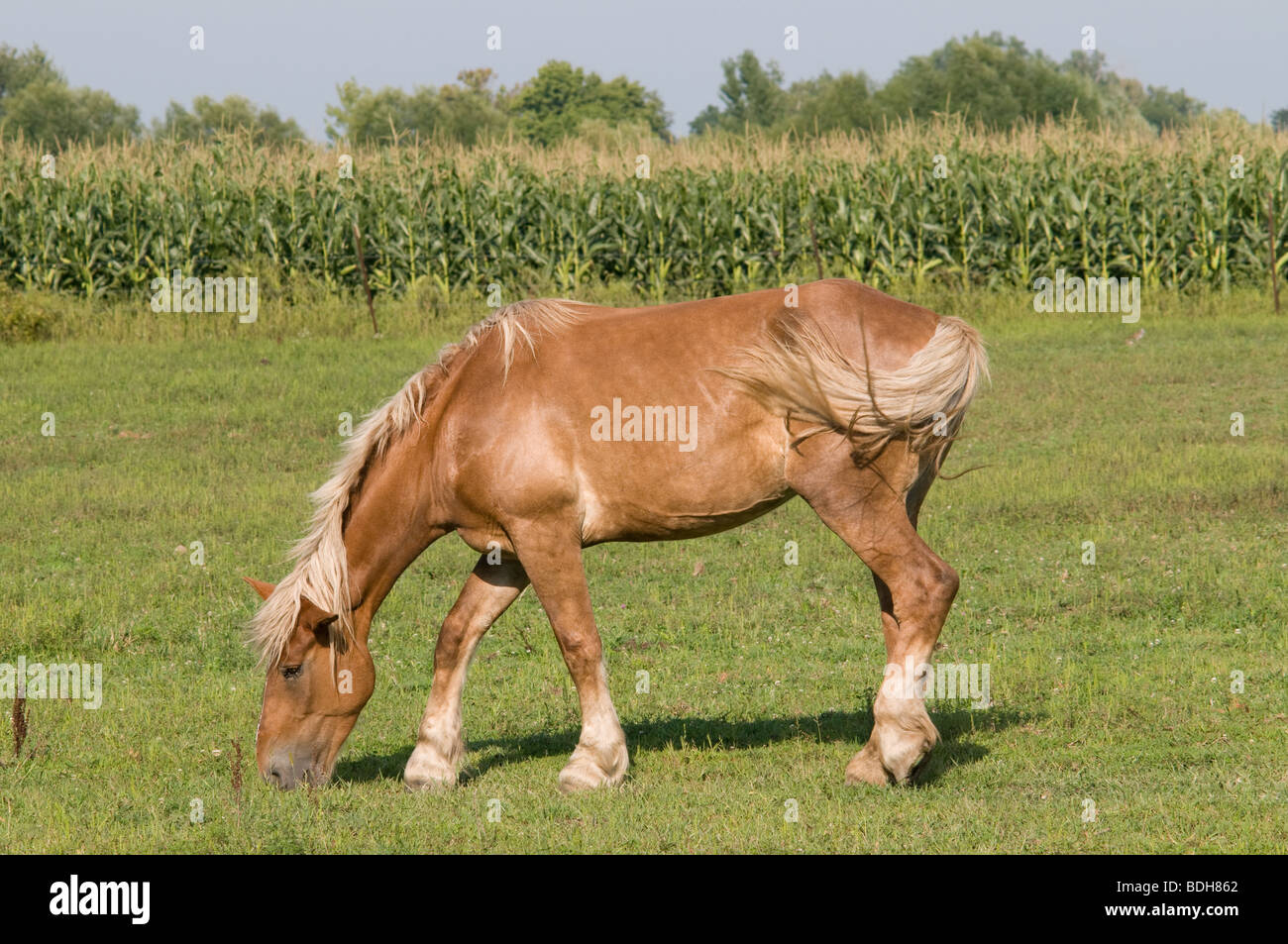 Tan belge Mare paissant dans le champ ouvert dans l'Ohio USA Banque D'Images
