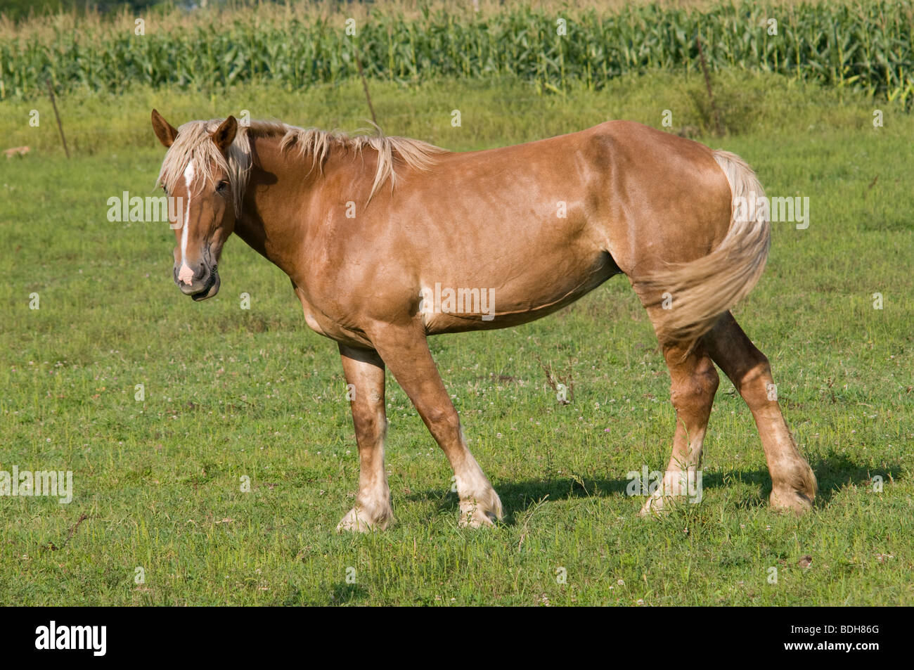 Mare belge calèche en champ ouvert, Ohio USA Banque D'Images