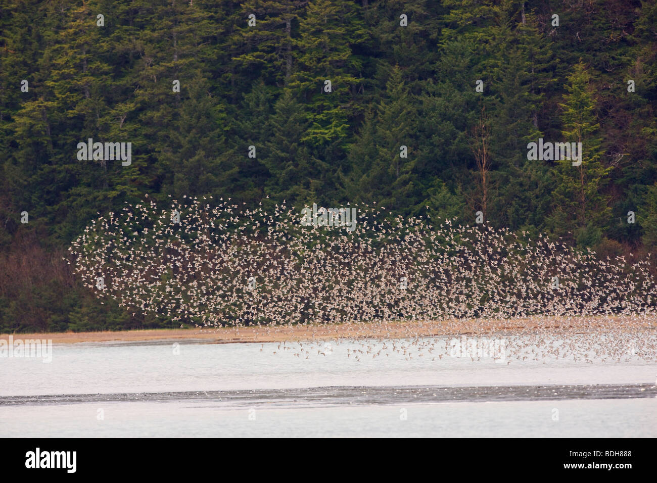 La migration des oiseaux de rivage, principalement les bécasseaux, Delta de la rivière Copper, près de Cordova, en Alaska. Banque D'Images