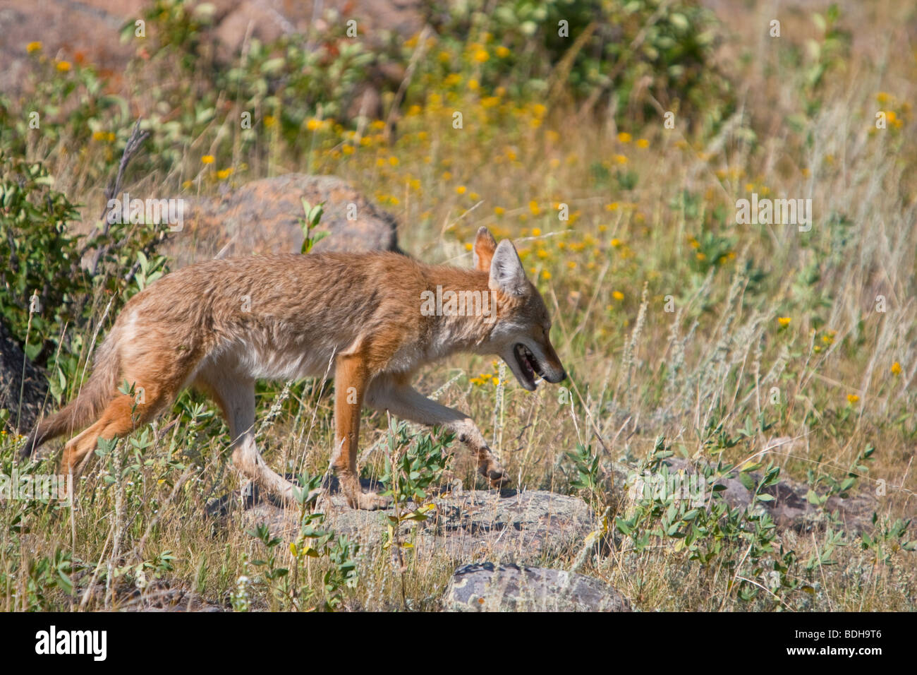 American Coyote (Canis latrans) la chasse dans un pré. Banque D'Images