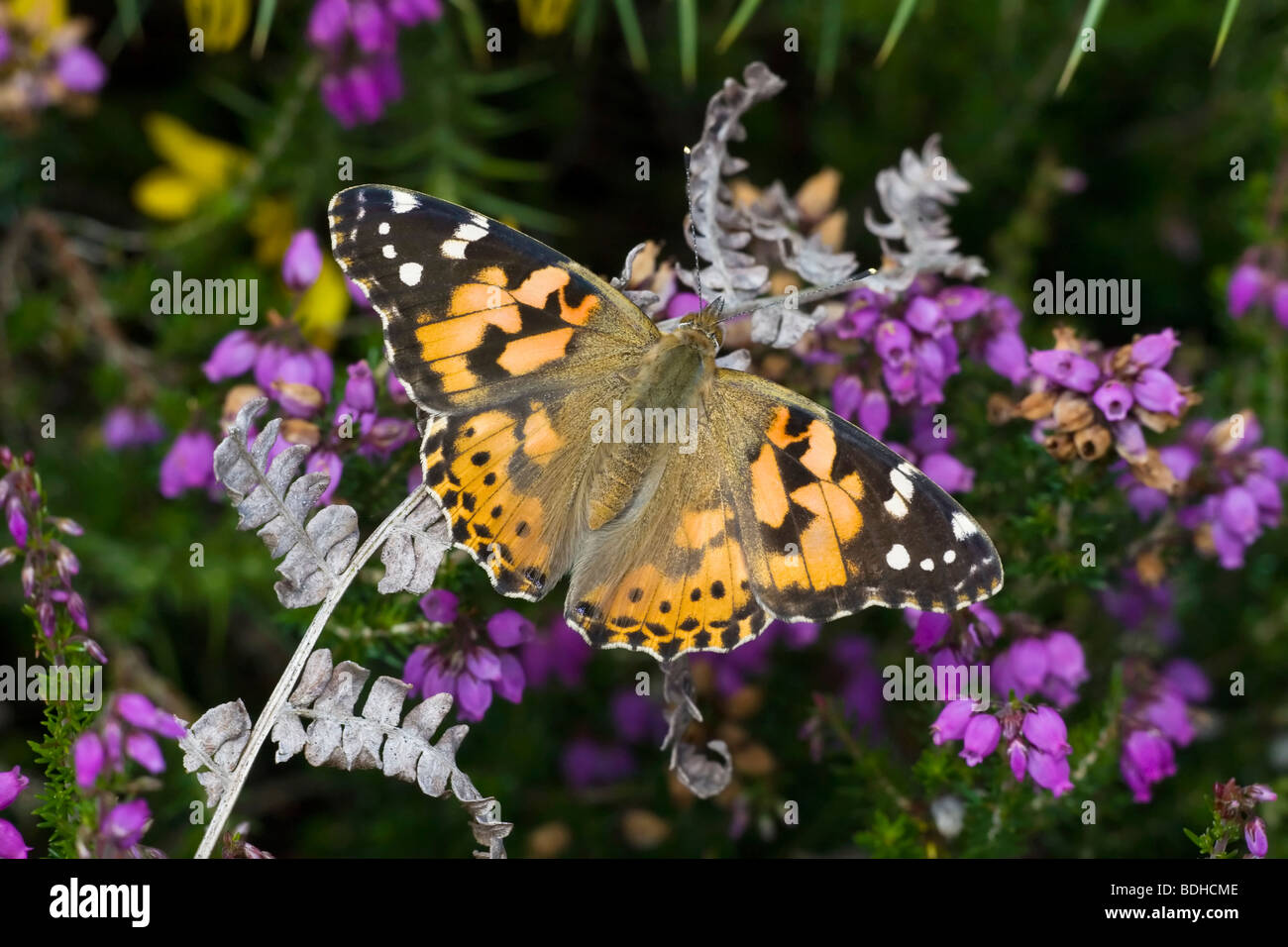 Un papillon Dame peinte sur la bruyère Banque D'Images