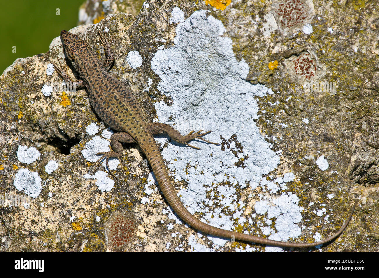 Lagartixa lézard reptile Banque D'Images