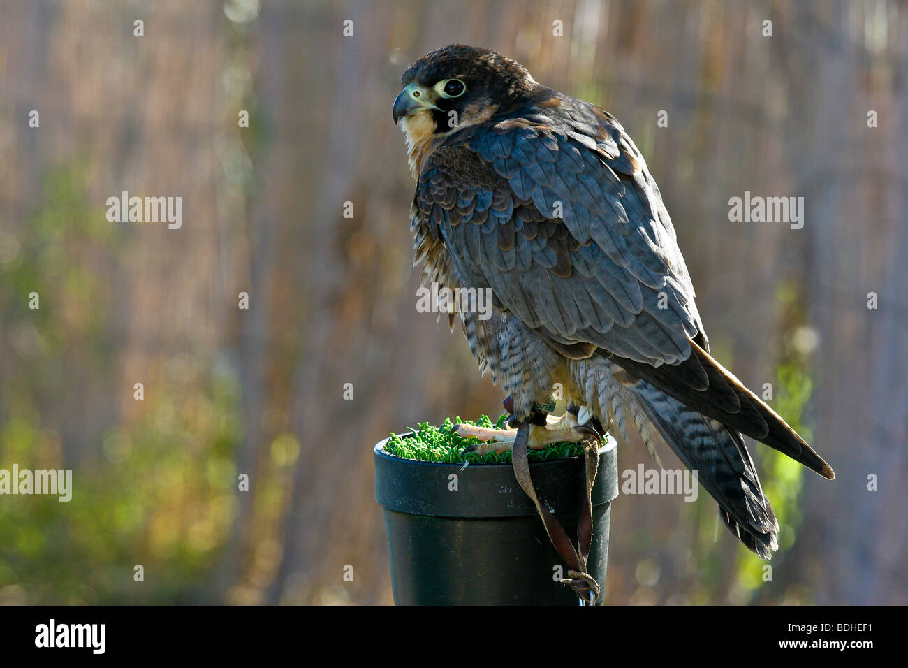 Les oiseaux de proie falcoaria fauconnerie falcon natureza wildlife Banque D'Images