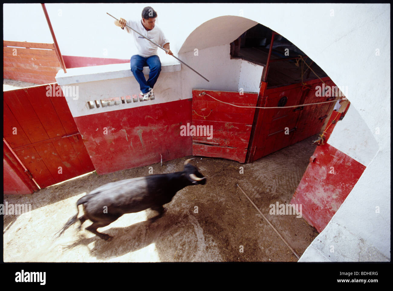 Entrer dans l'enclos de Bull. Banque D'Images