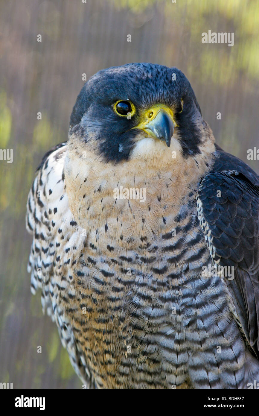 Les oiseaux de proie falcoaria fauconnerie falcon natureza wildlife Banque D'Images