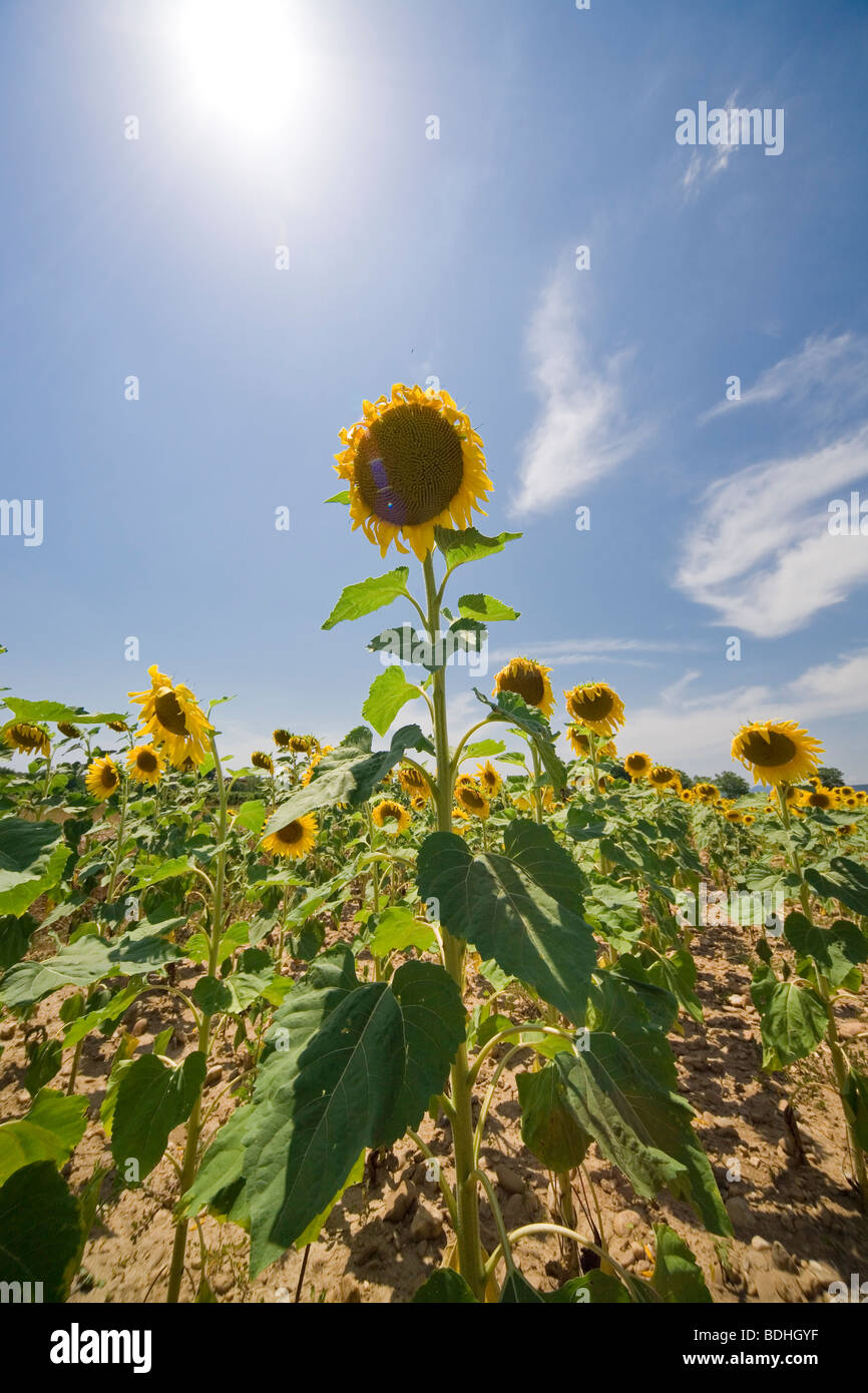 Champ de tournesol sous un soleil dans la région du Gard, Provence, France 14 juillet 2009 Banque D'Images